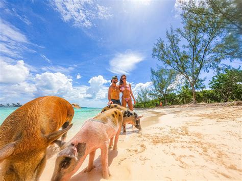 Nassau Pearl Island Swimming with Pigs Excursion